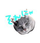 ふてぶてしい猫ふく（個別スタンプ：8）
