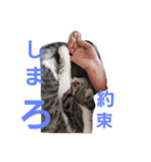 TAKUKOMAMU（個別スタンプ：3）