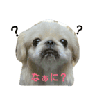 ペキニーズくぅちゃん（個別スタンプ：1）
