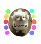 ペキニーズくぅちゃん（個別スタンプ：3）