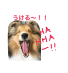 笑う犬。（個別スタンプ：1）