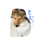 笑う犬。（個別スタンプ：3）