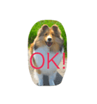 笑う犬。（個別スタンプ：4）