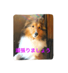 笑う犬。（個別スタンプ：6）