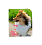笑う犬。（個別スタンプ：8）