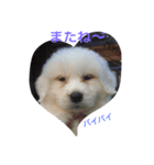 グレートピレニーズ ノエたん（個別スタンプ：1）