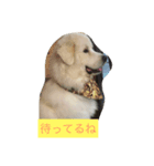 グレートピレニーズ ノエたん（個別スタンプ：2）
