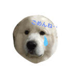 グレートピレニーズ ノエたん（個別スタンプ：3）