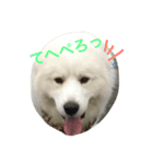 グレートピレニーズ ノエたん（個別スタンプ：4）