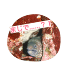 伊豆ダイバー（個別スタンプ：6）