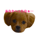 愉快な前田家（個別スタンプ：2）