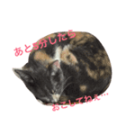愉快な前田家（個別スタンプ：6）