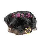 家のらぶちゃん。（個別スタンプ：6）