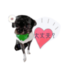 家のらぶちゃん。（個別スタンプ：12）