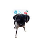 家のらぶちゃん。（個別スタンプ：13）