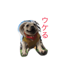 アンジーと仲間達3（個別スタンプ：30）