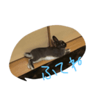 うさぎのめいたろう（個別スタンプ：3）