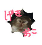 うさぎのめいたろう（個別スタンプ：5）