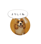キャバリア弥勒（個別スタンプ：1）