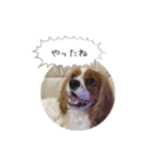 キャバリア弥勒（個別スタンプ：2）