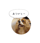 キャバリア弥勒（個別スタンプ：3）