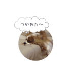 キャバリア弥勒（個別スタンプ：4）