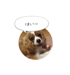 キャバリア弥勒（個別スタンプ：5）