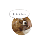 キャバリア弥勒（個別スタンプ：7）
