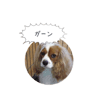 キャバリア弥勒（個別スタンプ：8）