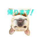 肉かつらおじさん♂さくらの日常 ④（個別スタンプ：10）
