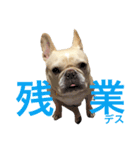 肉かつらおじさん♂さくらの日常 ④（個別スタンプ：11）