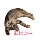 ロイちゃん（個別スタンプ：1）
