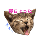 ロイちゃん（個別スタンプ：3）