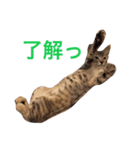 ロイちゃん（個別スタンプ：5）