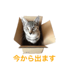 ロイちゃん（個別スタンプ：8）