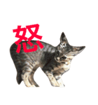 ロイちゃん（個別スタンプ：12）