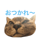 ロイちゃん（個別スタンプ：14）