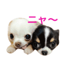 顔とセリフが合ってないシリーズ（個別スタンプ：6）