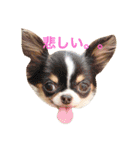 顔とセリフが合ってないシリーズ（個別スタンプ：11）