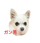 顔とセリフが合ってないシリーズ（個別スタンプ：14）