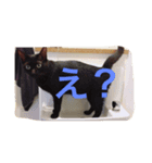 双子ネコ（個別スタンプ：2）