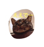 双子ネコ（個別スタンプ：5）