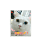 オッドアイのラブちゃんと愉快な仲間達（個別スタンプ：8）