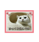 オッドアイのラブちゃんと愉快な仲間達（個別スタンプ：9）