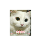 オッドアイのラブちゃんと愉快な仲間達（個別スタンプ：10）