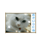 オッドアイのラブちゃんと愉快な仲間達（個別スタンプ：13）