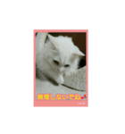 オッドアイのラブちゃんと愉快な仲間達（個別スタンプ：16）