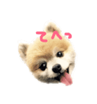 ふわポメムサシ（個別スタンプ：1）