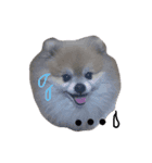 ふわポメムサシ（個別スタンプ：2）
