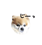 ふわポメムサシ（個別スタンプ：3）
